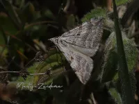 Spanners [Geometridae]